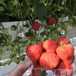 Grote aardbeien 8 kg (8 x 1 kg x € 0.00)